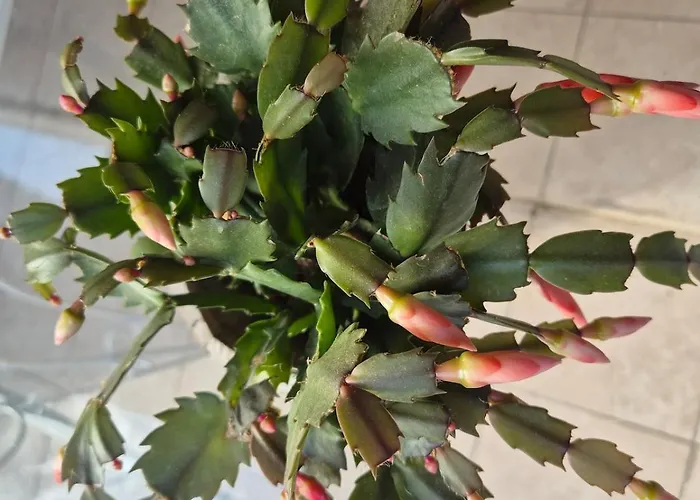 Fani With Lovely Garden , Near The Sea *